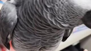 Buy African Grey Parrot in Texas – Best Prices & Quality