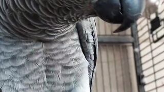 Buy African Grey Parrot Georgia – Socialized Babies for Sale