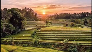 Golden Hour over Terraced Rice Fields 2