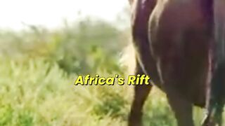 Half a Million Calves Born