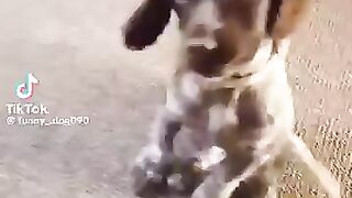 Dogs 🐕🐕🐶 aura