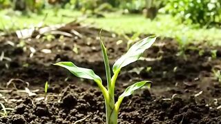 Banana Fruit Real-Time Time-Lapse 🍌 | From Green Bananas to Ripe Yellow Fruit