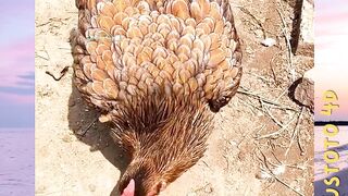 Ayam Paling Sultan versi plustoto4d