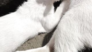 A mother cat is nursing her only kitten.