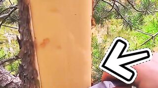 This pine tree is edible in an emergency situation👍❤️❤️