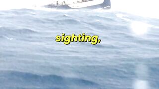 Fin Whales spotted off the Pembroke shire coast, Wales