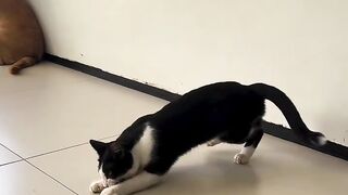 Um gato capoeirista😸