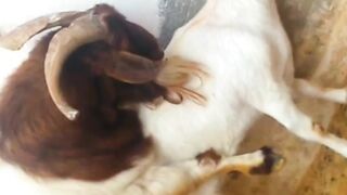 Goat Panic Time