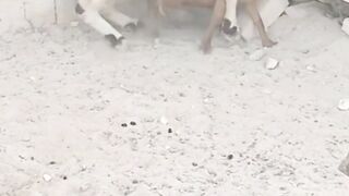 Naughty Farm Life 2