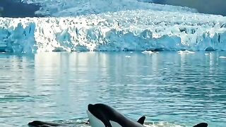 Paus alaska