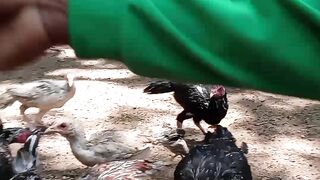Manfaatkan pekarangan halaman rumah 🏡🐥🐤🐔🐓🐓
