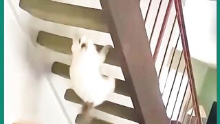 GATOS APRONTANO 5
