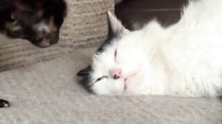 Watch till the end😼