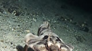 Fish 🐠 2