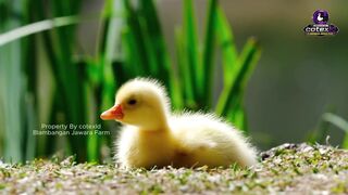 anak entog kaya Ayam Boiler, MAU?