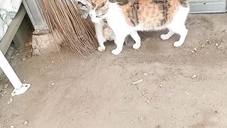 Meong malu