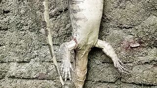 Biawak 2
