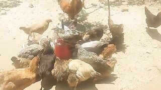 Khuku zalokolo