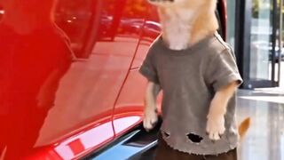 Doggy flex..😹😹💃