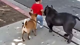 small bodyguards #dogs #kids #cutekids #dogslove.mp4