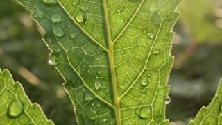 Okra Growing Real-Time Time-Lapse 🌱 | From Seed to Fresh Green Pods