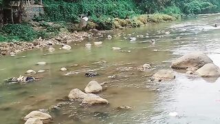 Berang2  ganas