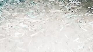 Pemangsa ayam