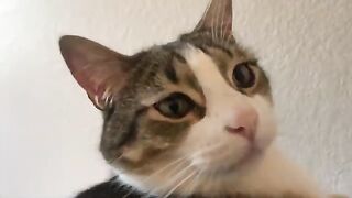 DANGEROUS exact moment when the engine stops purring