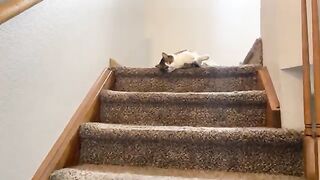 LOVE  CATS 2