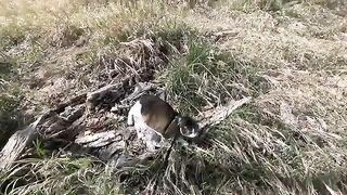 my cat vs nature