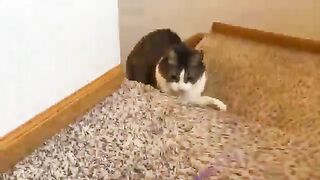 Cat Crashes Out Over Purple Pipe Cleaner