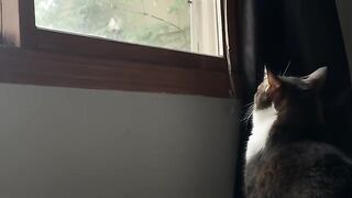 man gets brutally ATTACKED by lion in own home