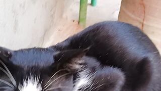 Black cat 11