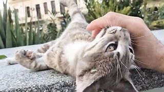 Looked cute at first, but then turned into a GREY TIGER and started BITING MY HAND.