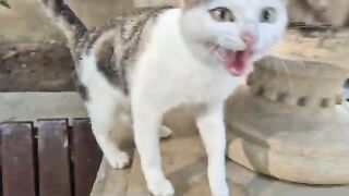 A Very cute street cat that Meows constantly.
