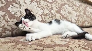 The sick cat Oreo I saved from the street and the little kitten are healthy now.