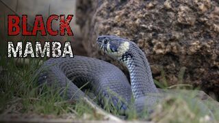 The Black Mamba: The Deadliest Snake That Would Rather Run