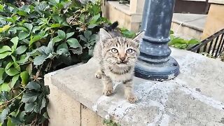 A little homeless tabby kitten meowing wildly.