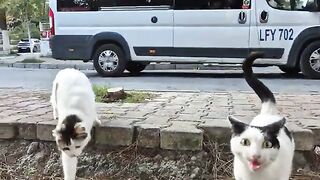 Hungry Cats Meow Symphony!  Crazy Meow Choir of Stray Cats.