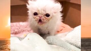 Cutest Kittens😻 So Adorable!