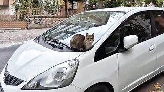 This JEALOUS Cat Wants ALL The Attention And SLAPS Its Rivals Away.
