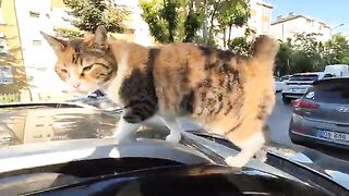 This tailless calico cat is incredibly cute.