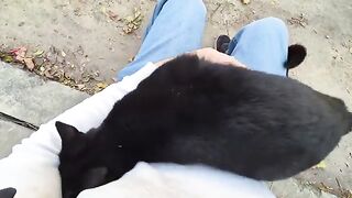 Cute cat climbing onto my lap and hiding its head between my arms.