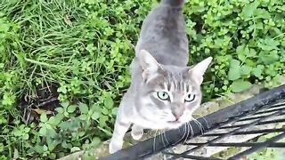 A Hungry cat suddenly appeared beside me asking for food.