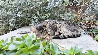 ​A sweet striped tabby kitten with enchanting beauty.