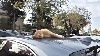 The weather is warm, and this orange cat is taking the chance to enjoy the sunshine.
