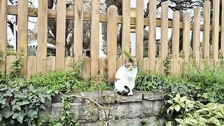 A Gorgeous Calico Street Cat Surrounded by Lush Greenery.