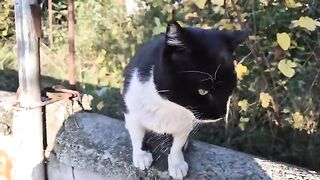 Cute stray cats are Fighting each other to get food from me.