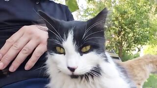 This Sweet Cat Waits for Me and Jumps Right into My Lap.