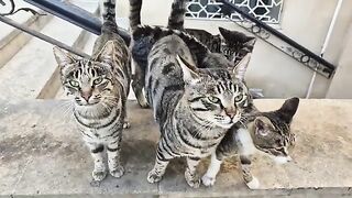 The most magnificent and loyal tabby cat family I've ever seen.